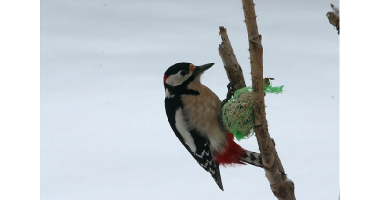 crédit photos Michel MOUGEOT oiseaux vus  à Gerbépal….